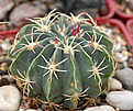 Ferocactus macrodiscus