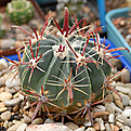 Ferocactus latispinus