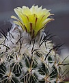 Coryphantha pallida, ex B.Beaston