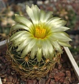 Coryphantha borwigii PP1212 (?)