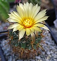 Coryphantha echinoidea SB1722