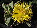 Faucaria smithii