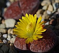 Lithops lesliei acf 'Fred's Redhead'