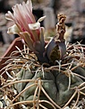 Gymnocalycium cardenasianum