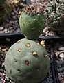 Tephrocactus alexanderi v geometricus HUN259