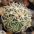 Сеянец Coryphantha kracikii