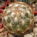 Coryphantha Jaumavei 1