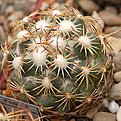 Coryphantha Jaumavei 2