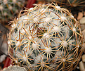 Coryphantha  radians