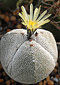 Astrophytum гибридный, анзука.