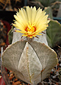 Astrophytum  coahuilense