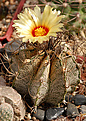 Astrophytum capricorne v. major.