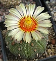 Astrophytum asterias L1016