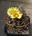 Astrophytum capricorne v crassispinum 'Taiho'