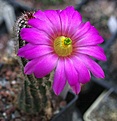 Echinocereus metornii