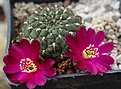 Sulcorebutia frankiana JO646