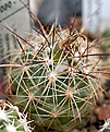 Coryphantha gladispina с созревшей ягодой.