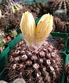 parodia formosa