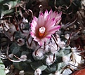 turbinicarpus schwarzii v. rubriflorus