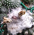 copiapoa tenuissima