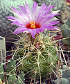 Thelocactus schwarzii