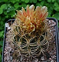 Pyrrhocactus eriosyzioides Cuesta Buenos Aries