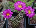 Echinocereus palmeri SB185