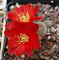 Rebutia heliosa solisoides RH1024