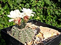 Gymnocalycium stellatum v. kleinianum