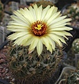 Coryphantha salmdyckiana