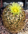 Coryphantha palmerii GL66