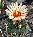 Coryphantha poselgeriana valida Delicias Valle