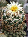 Coryphantha sulcolanata