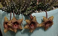 Huernia hystrix