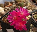 Sulcorebutia losenickyana HS005