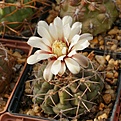 Gymnocalycium intertextum P81