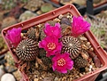 Sulcorebutia heinzii HS151