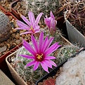 Mammillaria boolii SB 433