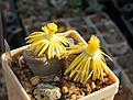 Lithops schwantesii ssp.urikosensis C 075