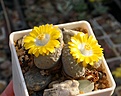 Lithops otzeniana