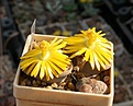 Lithops fulviceps