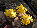 Lithops schwantesii v.marthae