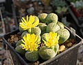 Lithops bromfieldii v.insularis cv.Sulpаurea