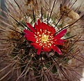 Parodia suprema KK834