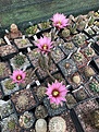 Echinocereus poselgeri ssp kroenleinii