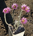 Echinocereus poselgeri ssp kroenleinii