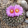 Turbinicarpus alonsoi