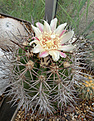 Copiapoa rupestris v.rubriflora (вот такие они, рубрифлоры!)