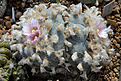 Anhalonium echinatum