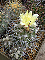 Copiapoa fielderiana